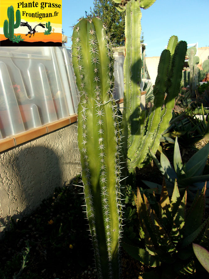 cactus cierges mediterraneens rustiques